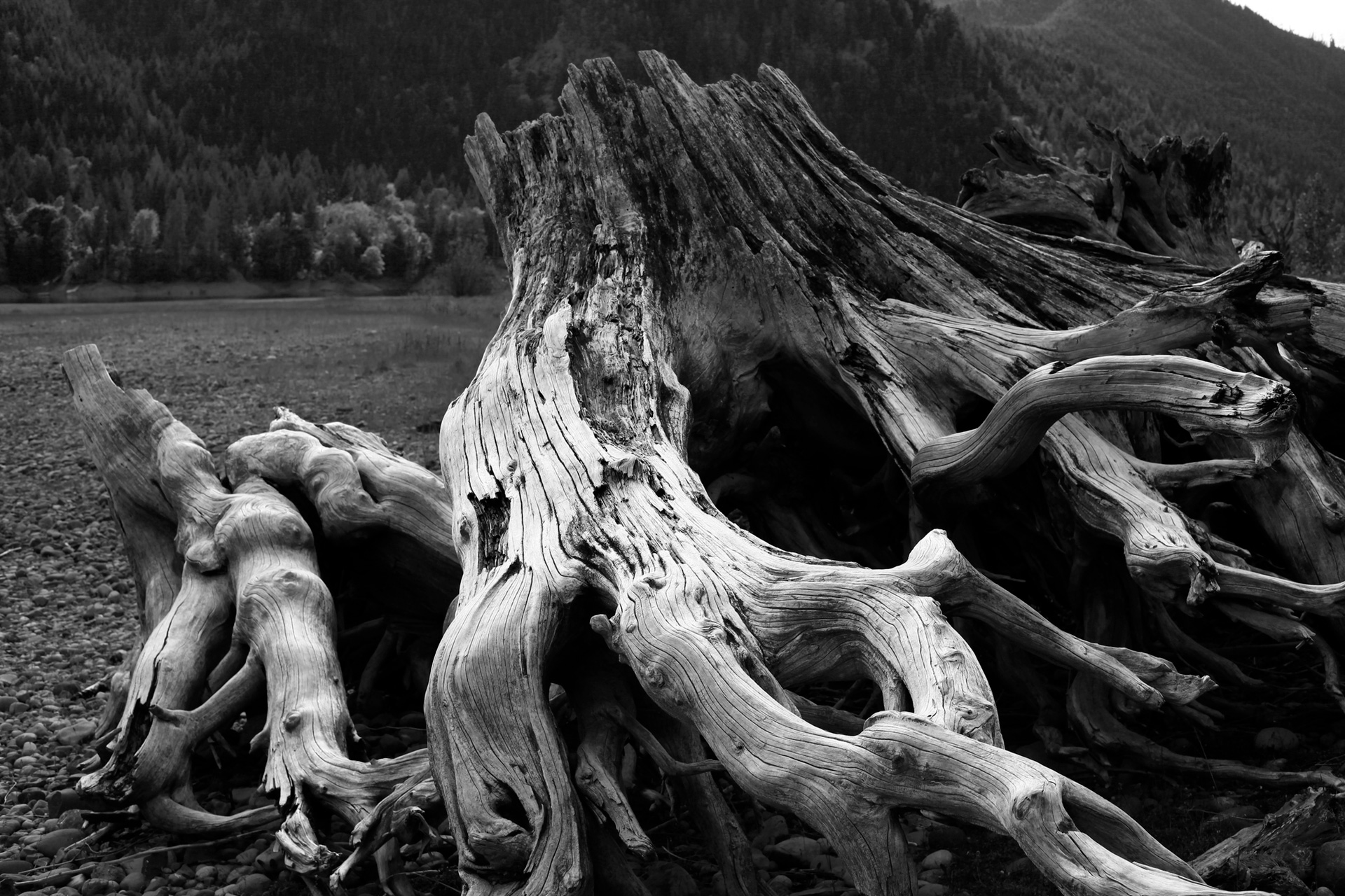 black and white image of a tree stump