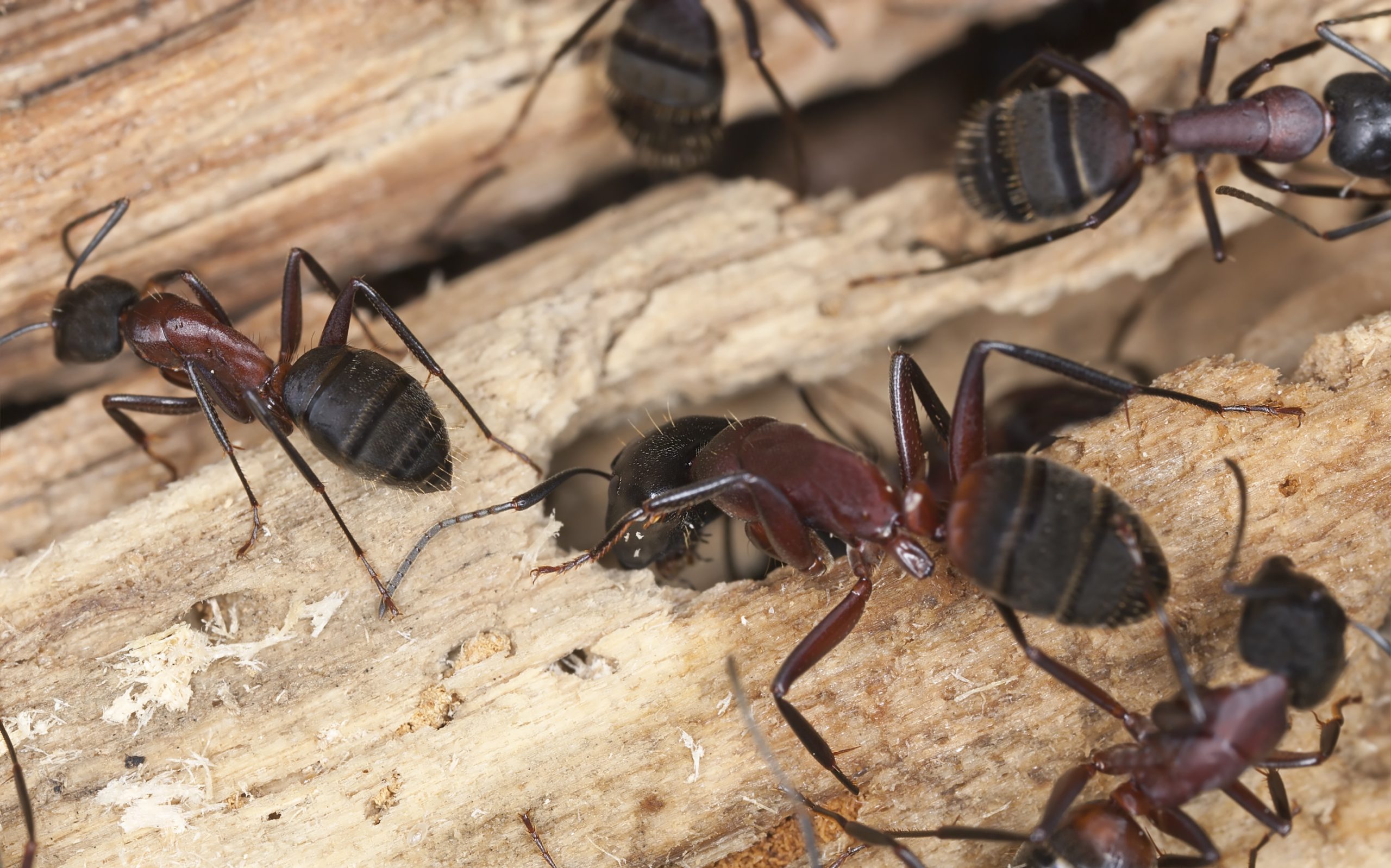 Carpenter ants, Camponotus herculeanus crawling on wood
